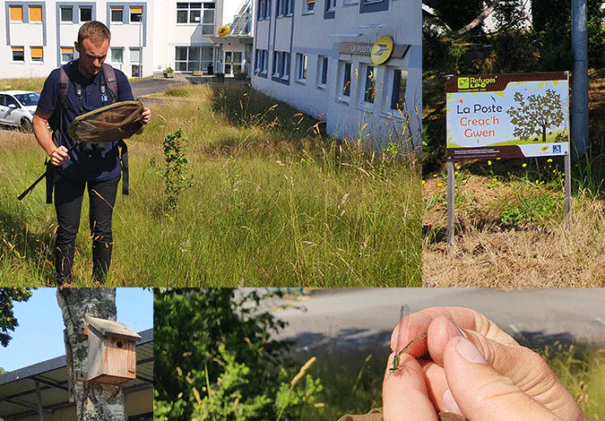 A Quimper (Finistère), le site postal de Creac’h Gwen, bénéficiant d'un partenariat local depuis 2020 avec la LPO, vient de faire l’objet d’un bilan annuel - Copyright photos : Blandine Decarre