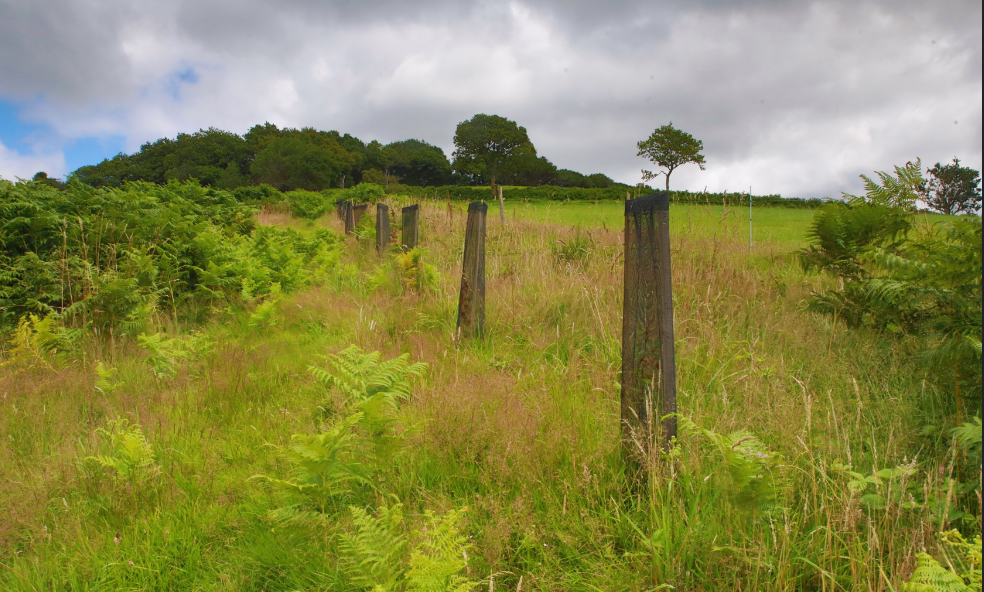 Ce projet consiste à boiser une parcelle afin qu’elle puisse devenir une forêt, capter du carbone et compenser plus d’une tonne de CO2